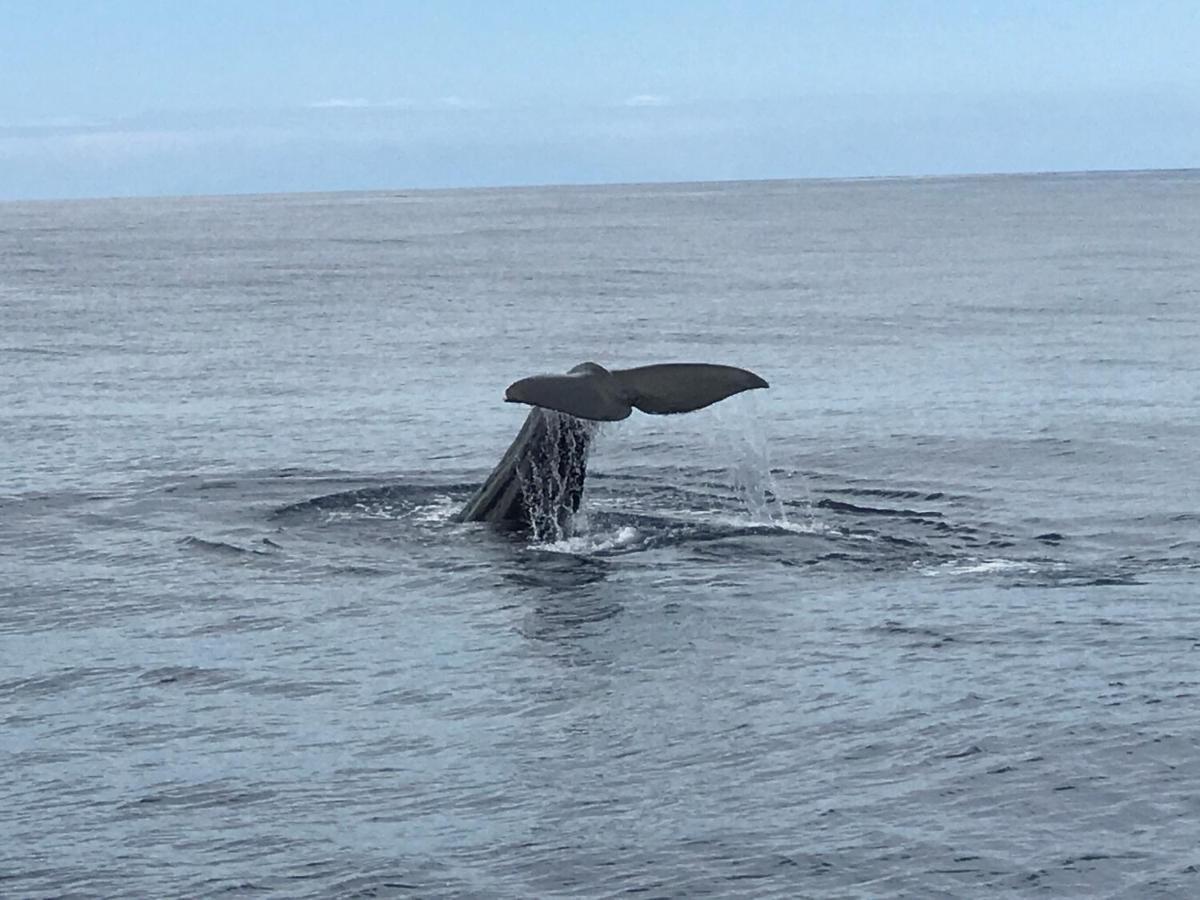 Hrlos Piratas - Ferien Haus La Palma - Good Wlan !! Tijarafe Kültér fotó